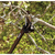 ტოტების საჭრელი FISKARS TREE PRUNER BYPASS LONG UP84 (232.2 სმ)iMart.ge