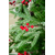 დათოვლილი საახალწლო ნაძვის ხე სილიკონის წიწვებით, გირჩებითა და წითელი კენკრით 210 სმ 6363-16iMart.ge